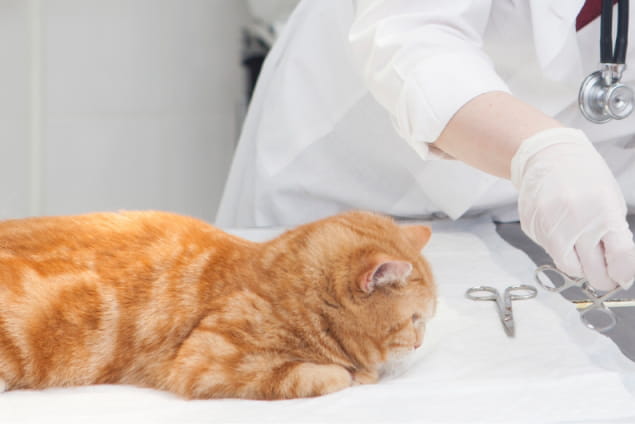 手術や内視鏡検査