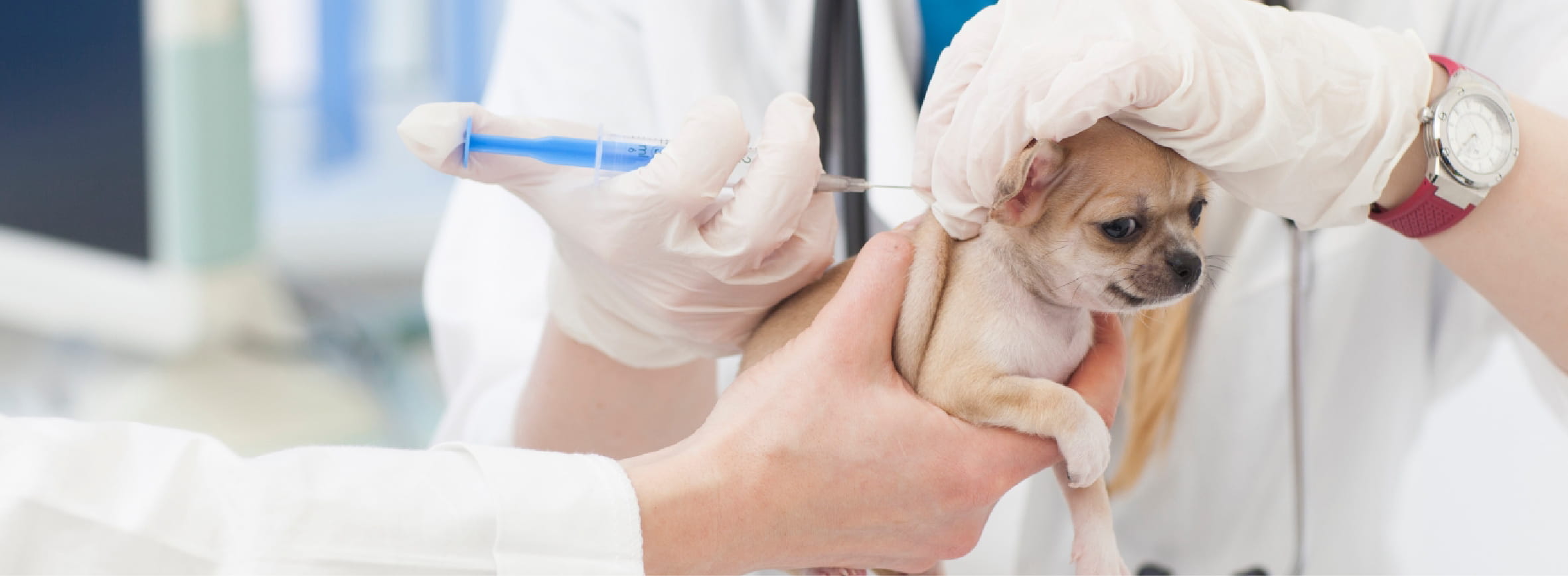 子犬を治療している写真